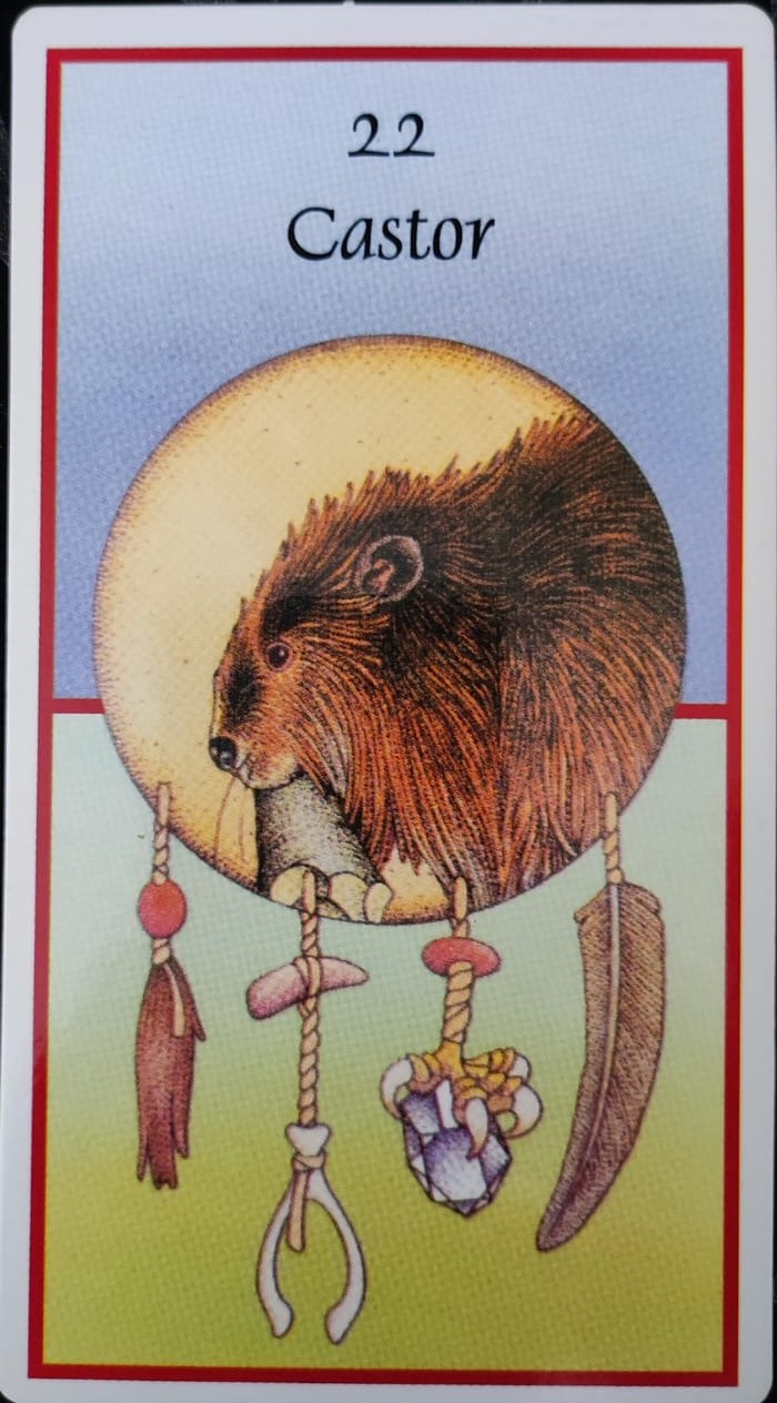 Animal da Semana – O Castor