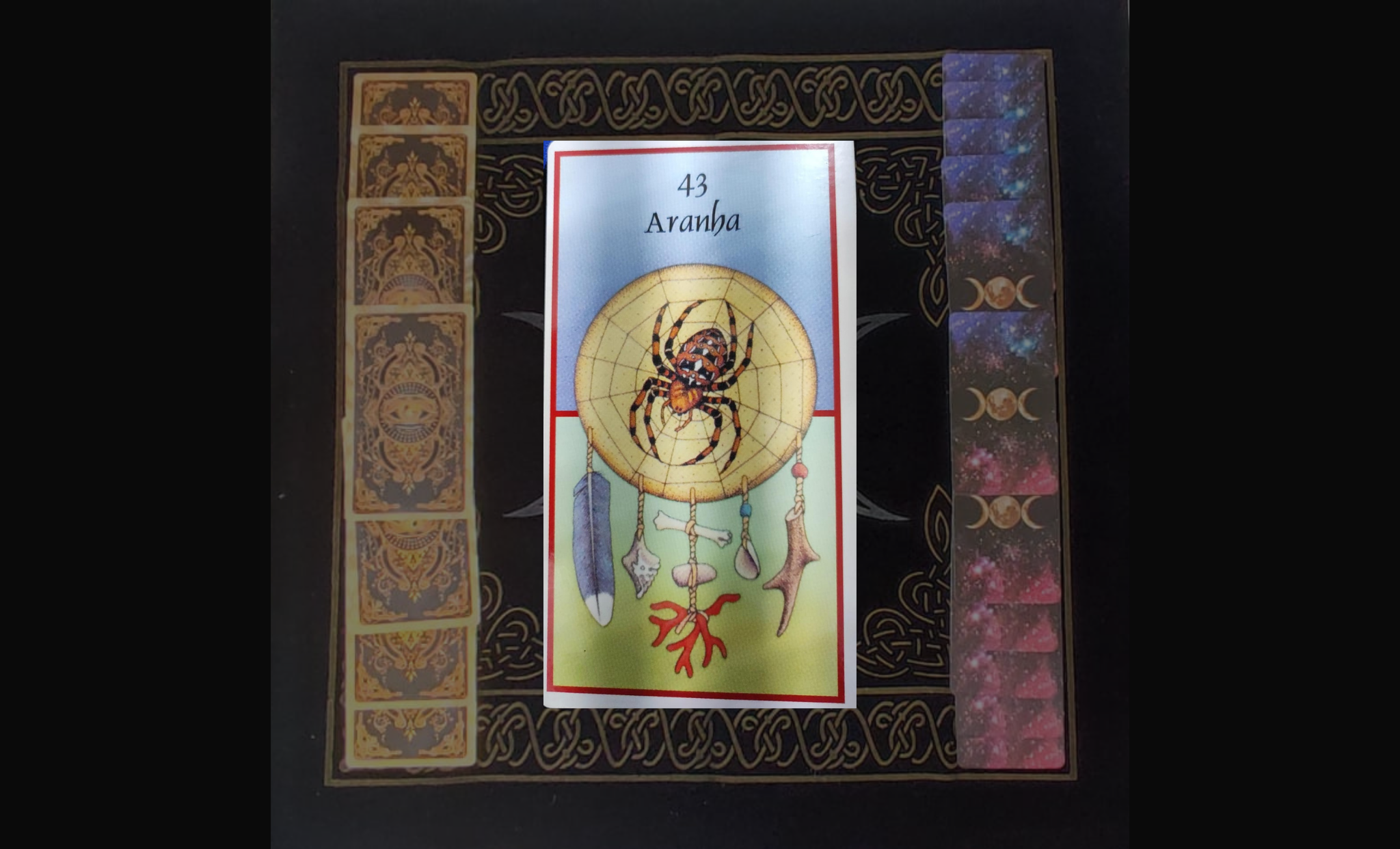 Animal da semana - Aranha